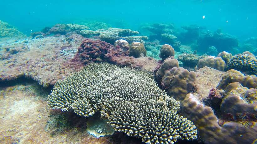 Phu Quoc Speedboat Trip: 3 Islands By Speedboat - Gham Ghi Island: coral, beach, and room to slow down