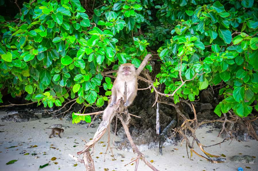 Phuket: Deluxe Phi Phi Tour by Speedboat & Lunch Buffet - Phi Phi Don lunch and a welcome break
