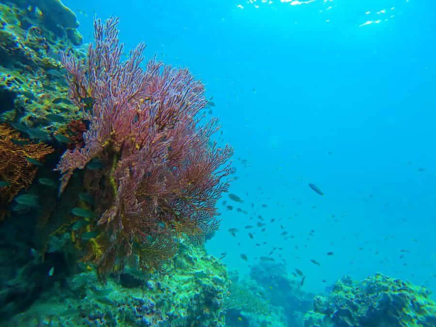 Phuket: Deluxe Phi Phi Tour by Speedboat & Lunch Buffet - A second snorkeling stop near Phi Phi Don