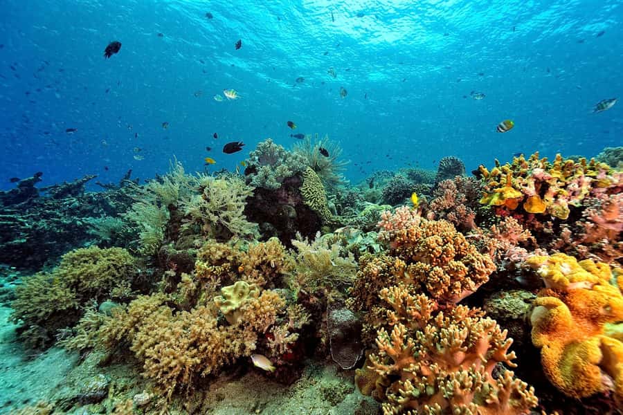 Phuket/Khao Lak: Similan Islands Speedboat Tour with Lunch - The long ride home