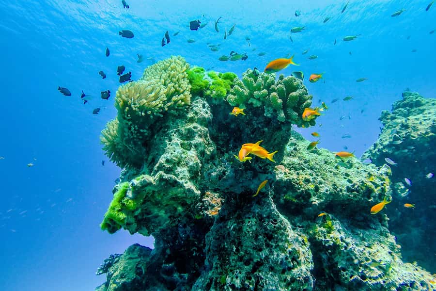 Phuket/Khao Lak: Speedboat Snorkel Tour to Similan Islands - Is $125 good value?