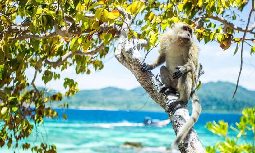 Phuket : Phi Phi Island Trip by Speedboat with Lunch - Swimming in emerald-green bays