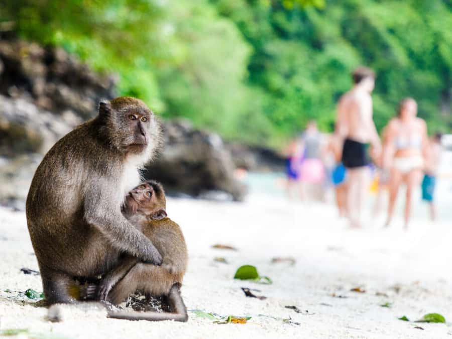 Phuket; Phi Phi, Maya Bay, Bamboo or Khai Island Speedboat - Viking Cave and the limestone coast