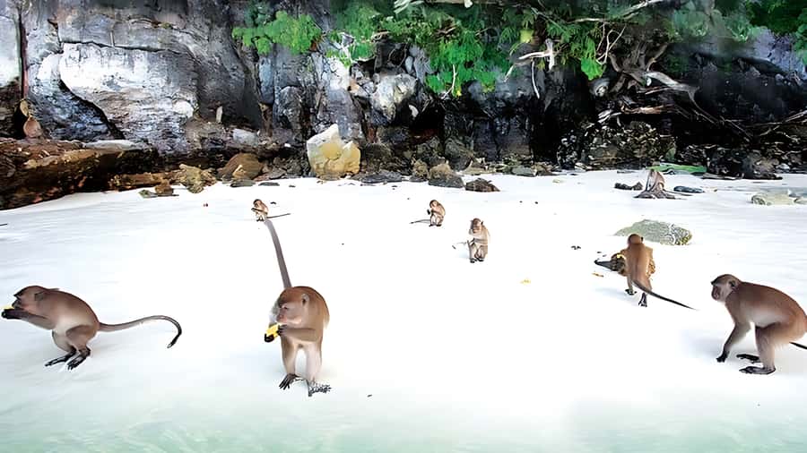 Phuket; Phi Phi, Maya Bay, Bamboo or Khai Island Speedboat - Loh Samah Bay and the Maya Bay visit