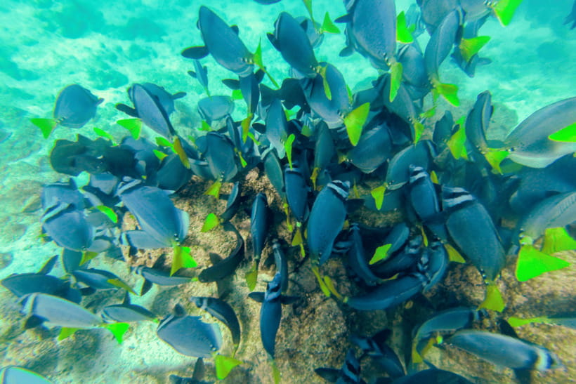 Phuket: Racha and Coral Islands Speedboat Trip with Lunch - The speedboat ride adds energy and a few tradeoffs