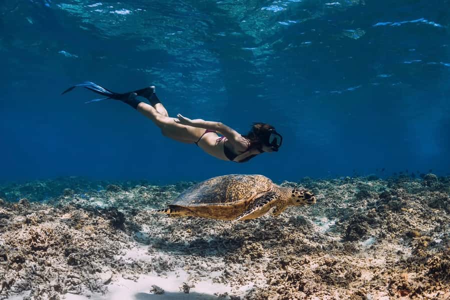 Phuket: Similan day full day trip by speedboat - Ko Payu and Ko Bangu: the snorkeling portion