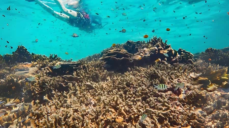 Phuket: Similan Island by Speedboat - The Similan Islands bring the classic beach views