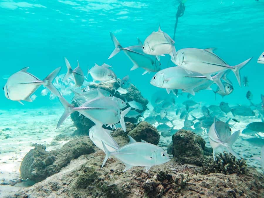 Phuket: Similan Island Full-Day Trip by Speedboat with Meals - Key points before you book