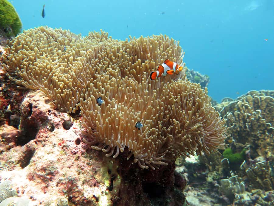 Phuket: Similan Island Full-Day Trip by Speedboat with Meals - Why the Similan Islands make a long day worthwhile