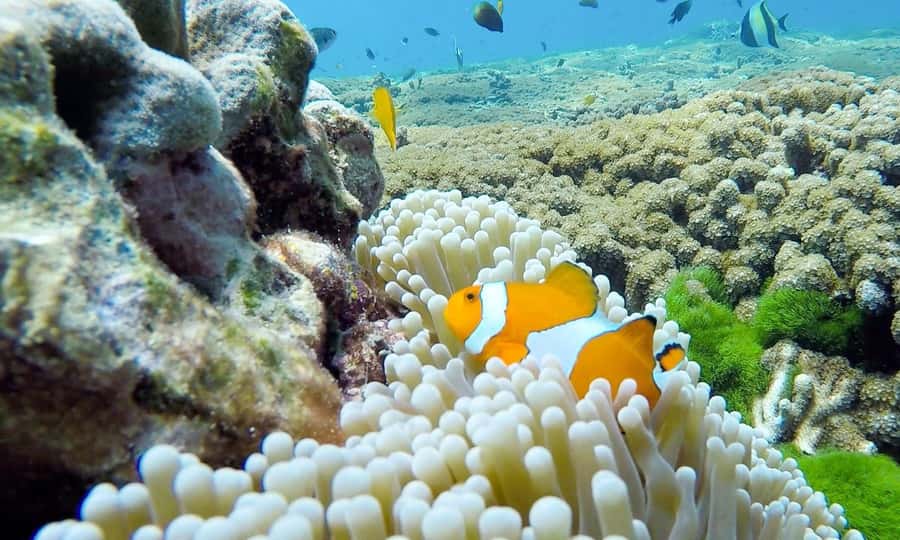 Phuket: Similan Island Full-Day Trip by Speedboat with Meals - Payu Island and Ba-ngu Island for snorkeling