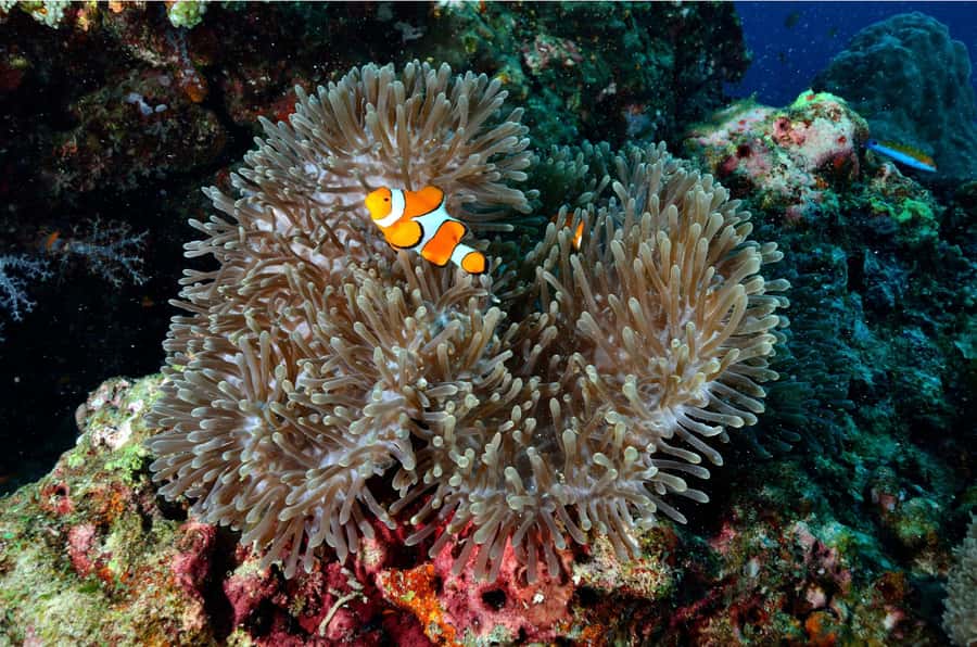 Phuket: Similan Islands Day Tour by Speedboat with Lunch - What $112 really gets you