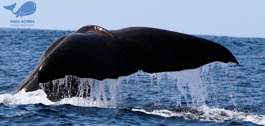 Pico Island: Azores Whale & Dolphin Watching on Zodiac Boat - Leaving Lajes do Pico in a Zodiac