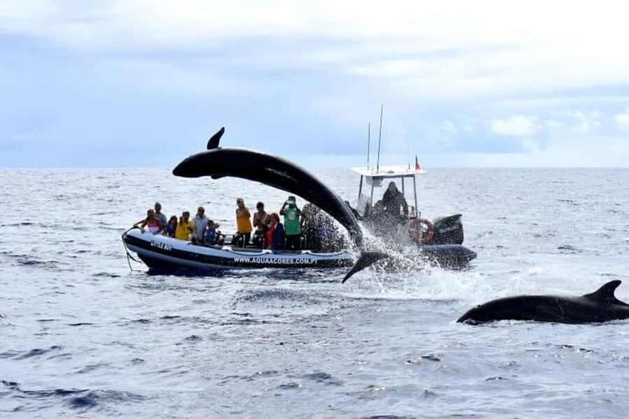 Pico Island: Azores Whale & Dolphin Watching on Zodiac Boat - What happens when the weather turns