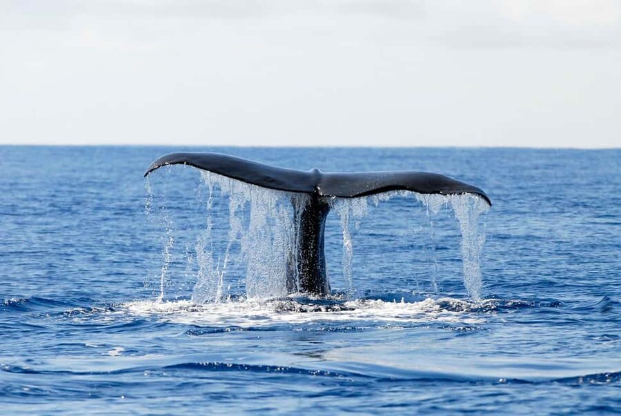 Pico Island: Azores Whale & Dolphin Watching on Zodiac Boat - The return to Lajes and welcome refreshments