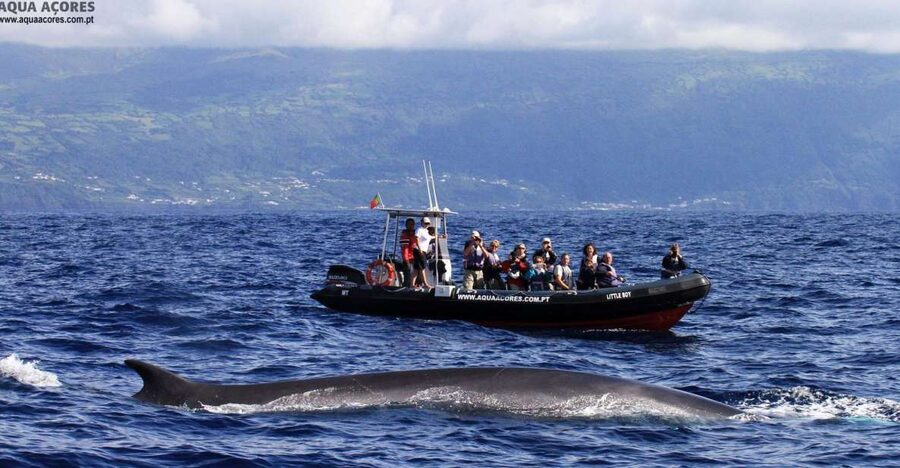 Pico Island: Azores Whale & Dolphin Watching on Zodiac Boat - Searching the Atlantic for whales and dolphins