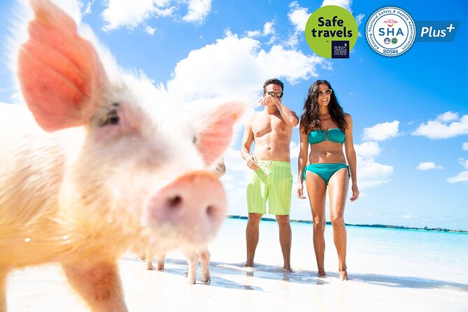 Pig Feeding, Kayaking, Snorkeling Trip at Pig Island By Speedboat From Koh Samui - The morning transfer can shape your whole day