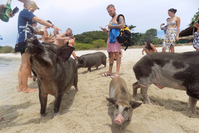 Pig Feeding, Kayaking, Snorkeling Trip at Pig Island By Speedboat From Koh Samui - The Pig Island promise needs a realistic update