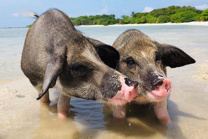 Pig Feeding, Kayaking, Snorkeling Trip at Pig Island By Speedboat From Koh Samui - Koh Tan gives you about an hour in the water