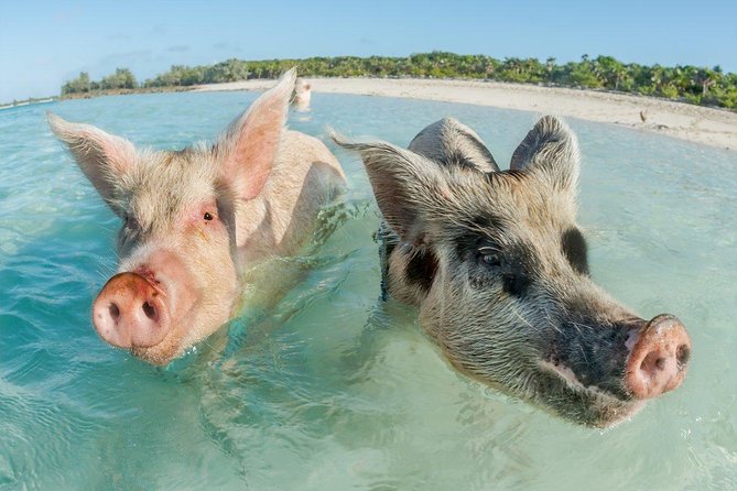 Pig Island Experience By Speed Boat, Snorkeling, Kayaking Relaxing on the Beach - Kayaking, beach time, and the island’s better side