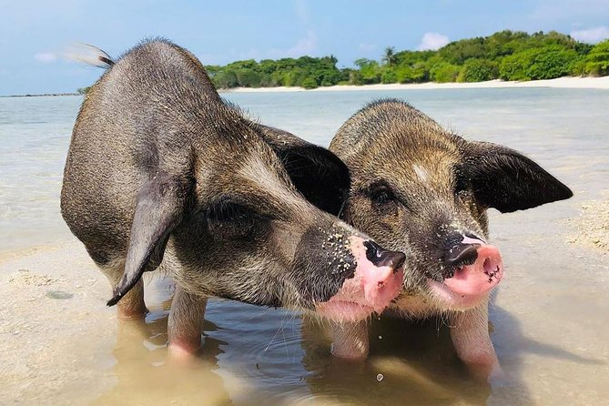 Pig Island Experience By Speed Boat, Snorkeling, Kayaking Relaxing on the Beach - Lunch on the sand, with mixed results