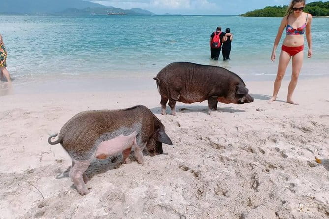 Pig Island & Koh Tan Tour by Speed Boat (Snorkeling & Kayaking) - What This Koh Samui Day Trip Actually Offers