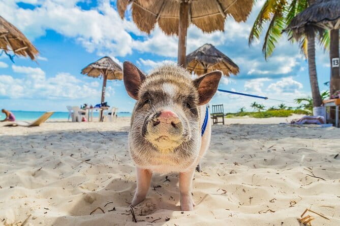 Pig Island & Koh Tan Tour by Speed Boat (Snorkeling & Kayaking) - Kayaking, Swimming, and Beach Time