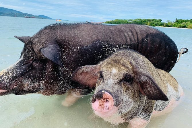 Pig Island Snorkeling & Sightseeing Tour By Speedboat From Koh Samui - Leaving Koh Samui by speedboat at 8:30