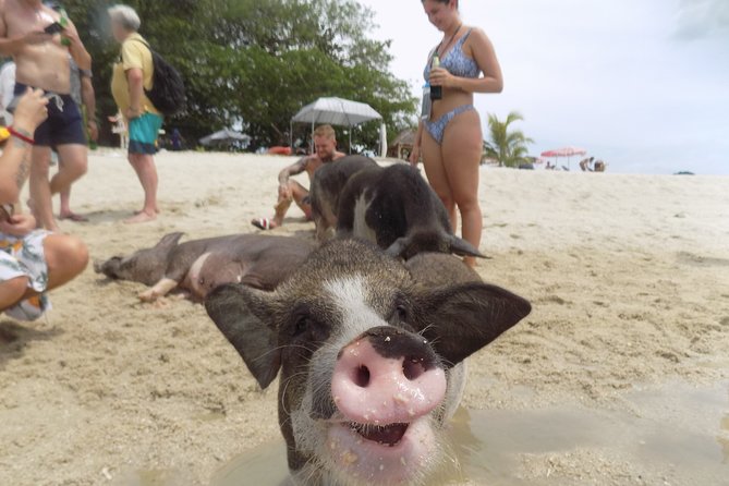 Pig Island Snorkeling & Sightseeing Tour By Speedboat From Koh Samui - Koh Madsum, the beach known as Pig Island