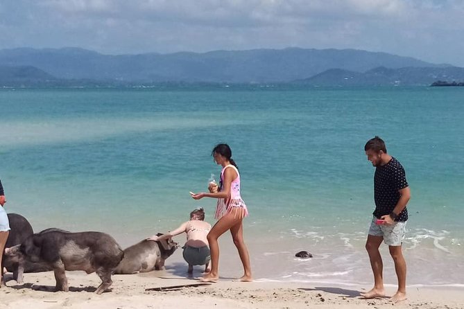 Pig Island Snorkeling & Sightseeing Tour By Speedboat From Koh Samui - Should you book the Pig Island speedboat tour?