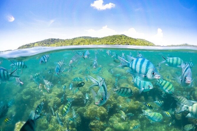 Pig Island Tour by Speedboat with Snorkeling - What to bring and what to expect