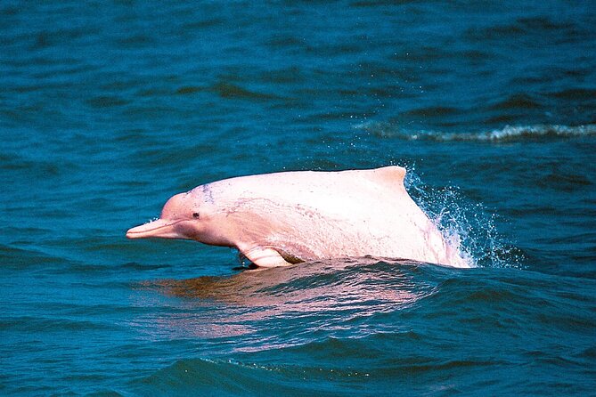Pink Dolphin Spotting & Pig Island Speedboat Tour From Koh Samui - What this Koh Samui day trip is really like