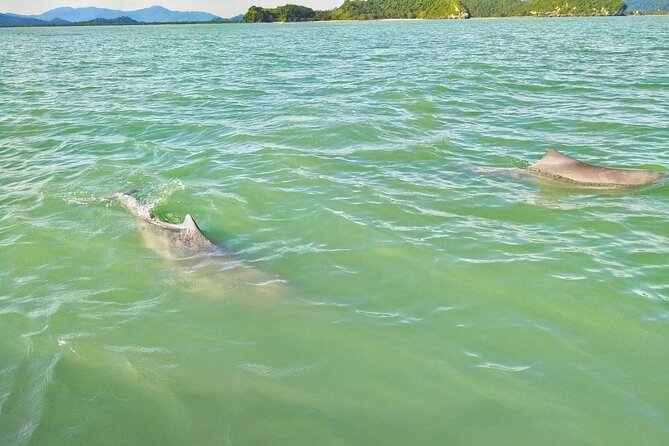 Pink Dolphin Spotting & Pig Island Speedboat Tour From Koh Samui - Pig Island and the semi-wild pigs of Koh Madsum