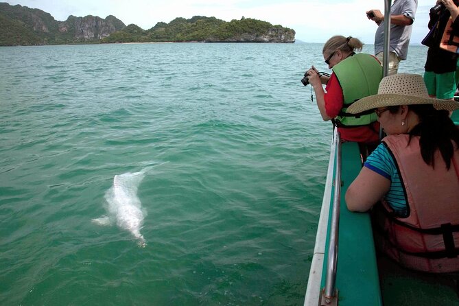 Pink Dolphin Spotting & Pig Island Speedboat Tour From Koh Samui - The boat ride, transfers, and group size