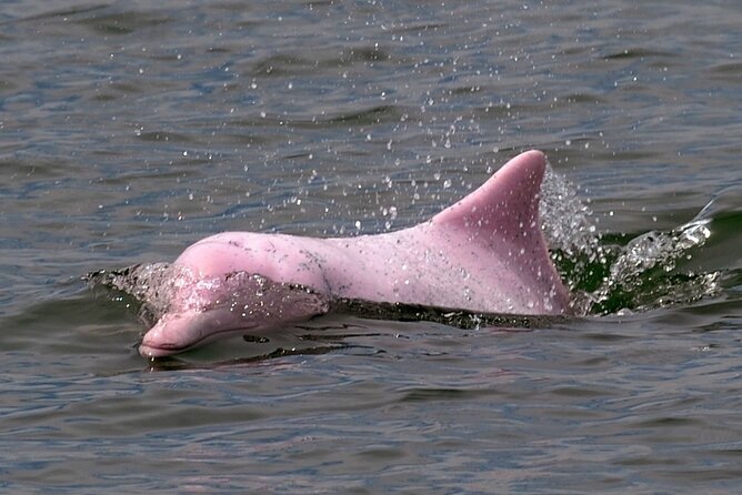 Pink Dolphin Spotting & Pig Island Speedboat Tour From Koh Samui - What the $87.19 price includes
