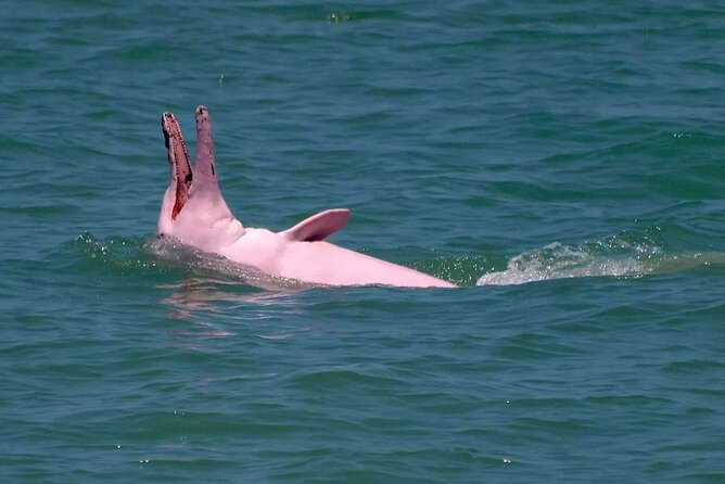 Pink Dolphin Spotting & Pig Island Speedboat Tour From Koh Samui - Who will enjoy this trip most
