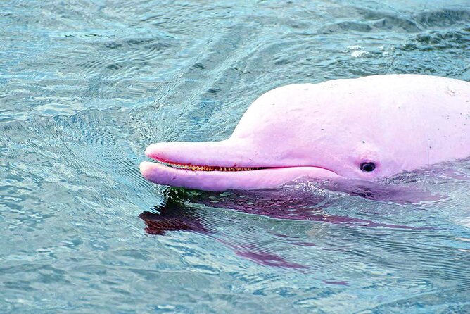 Pink Dolphin Spotting & Pig Island Speedboat Tour From Koh Samui - Timing, weather, and cancellation details