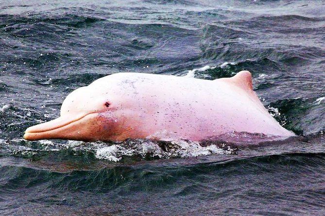 Pink Dolphin Spotting & Pig Island Speedboat Tour From Koh Samui - Khanom coast and the search for pink dolphins
