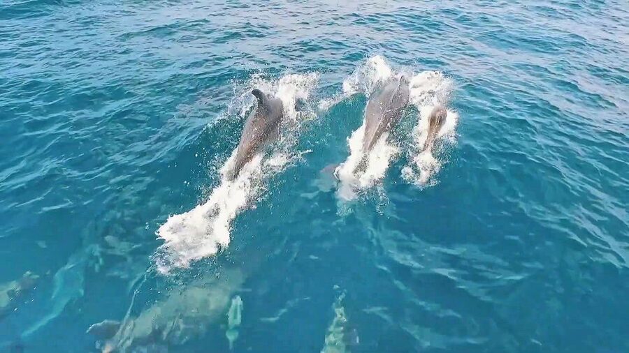 Portimão: Benagil Sea Caves Speedboat Adventure Tour - Speed, comfort, and what to wear