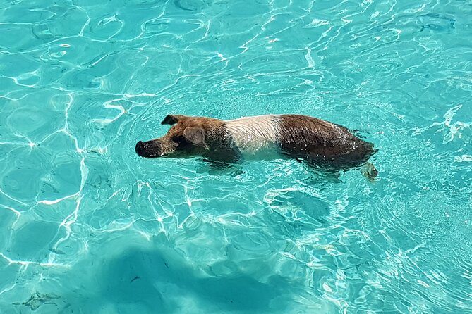 Powerboat and Snorkel Experience with Swimming Pigs and Turtles - Key Points to Know Before You Go