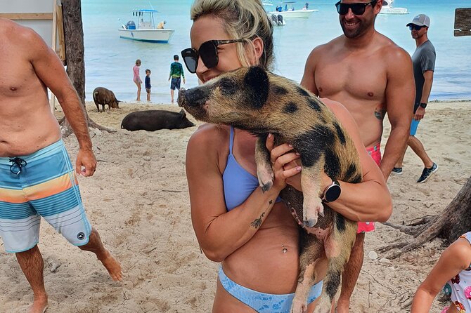 Powerboat and Snorkel Experience with Swimming Pigs and Turtles - Swimming Pigs at the Sandbar