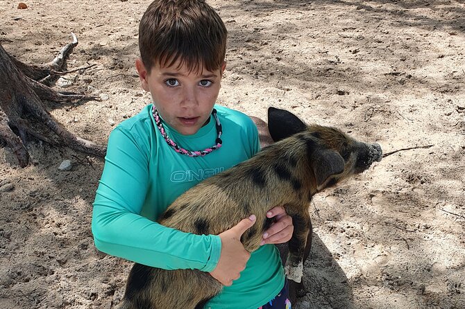 Powerboat and Snorkel Experience with Swimming Pigs and Turtles - Green Cay Turtle Sanctuary