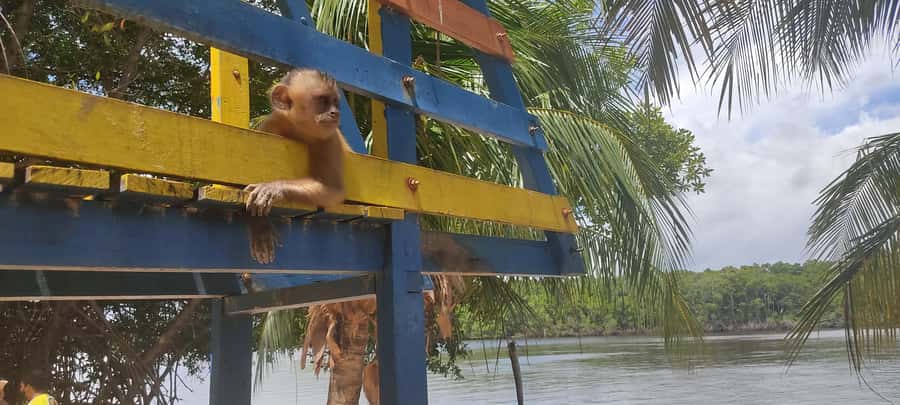 Preguicas River Speedboat Tour - Key points to know before booking