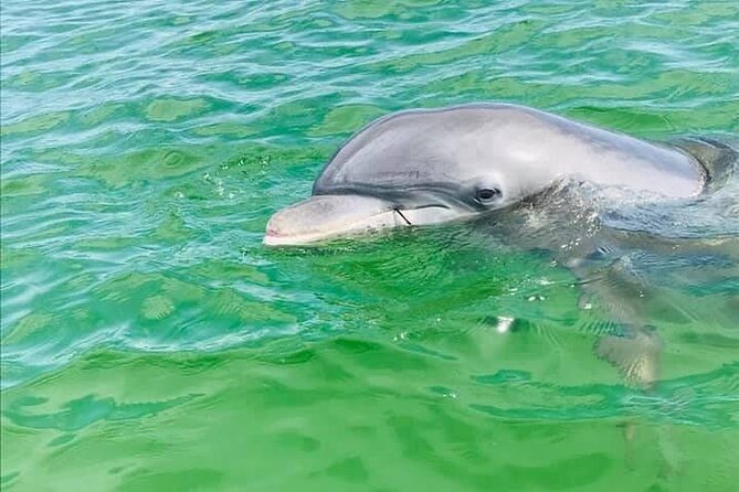 Private 3 Hour Powerboat Dolphin Cruise with Remote Beach Stop up to 6 guests - Key points to know before booking