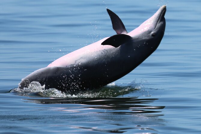 Private 3 Hour Powerboat Dolphin Cruise with Remote Beach Stop up to 6 guests - The Pensacola Lighthouse from the bay