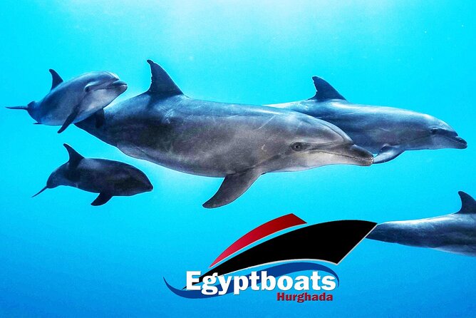 PRIVATE! | 4-hour Speed Boat Trip | Swim With Dolphins, Snorkeling & Island - A fast private start from Marina Hurghada