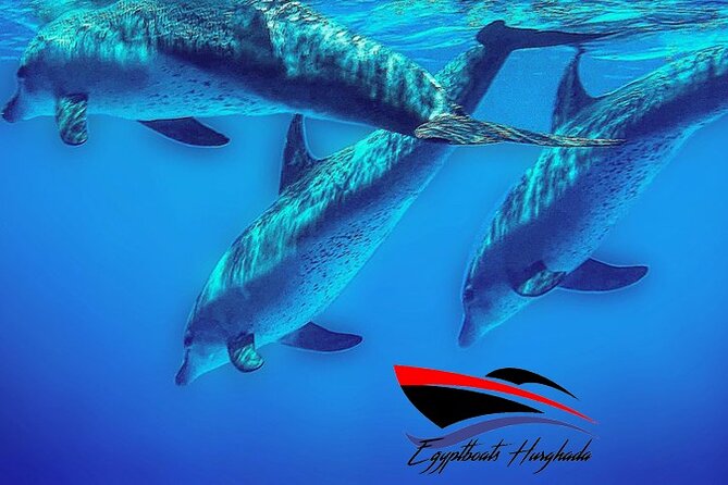PRIVATE! | 4-hour Speed Boat Trip | Swim With Dolphins, Snorkeling & Island - Giftun Islands and the sandbar stop