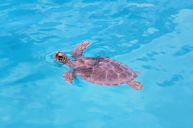 Private Speed Boat Charter in St Maarten & Nature Reserve - Tintamarre Island and the chance to see sea turtles