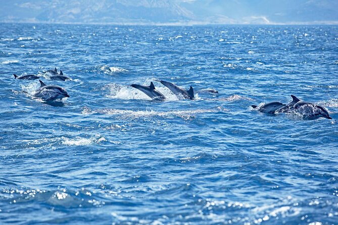 Private Speed Boat Experience To Dolphin House in Hurhgada - Snorkeling among Red Sea marine life