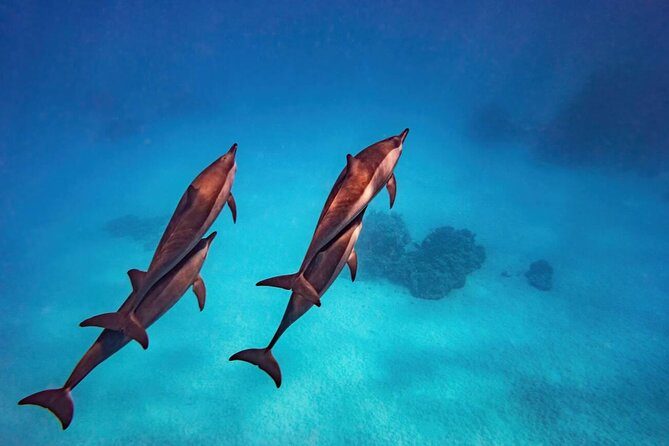 Private Speed Boat Experience To Dolphin House in Hurhgada - Snacks, breaks, and the rhythm of the outing