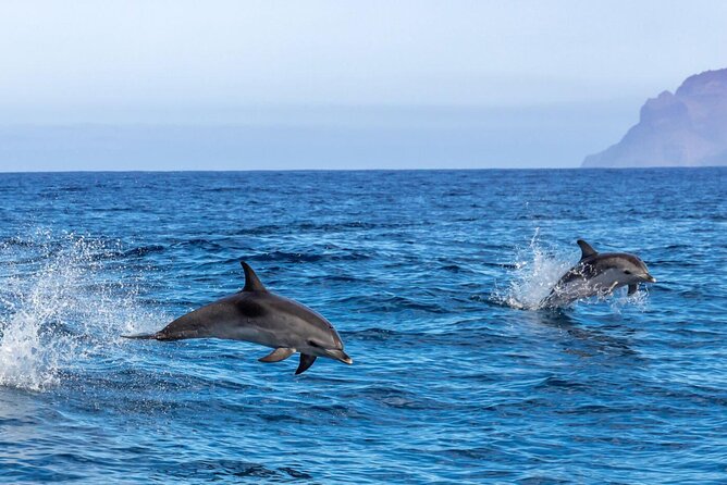 Private Speed Boat Experience To Dolphin House in Hurhgada - The good and the less certain parts